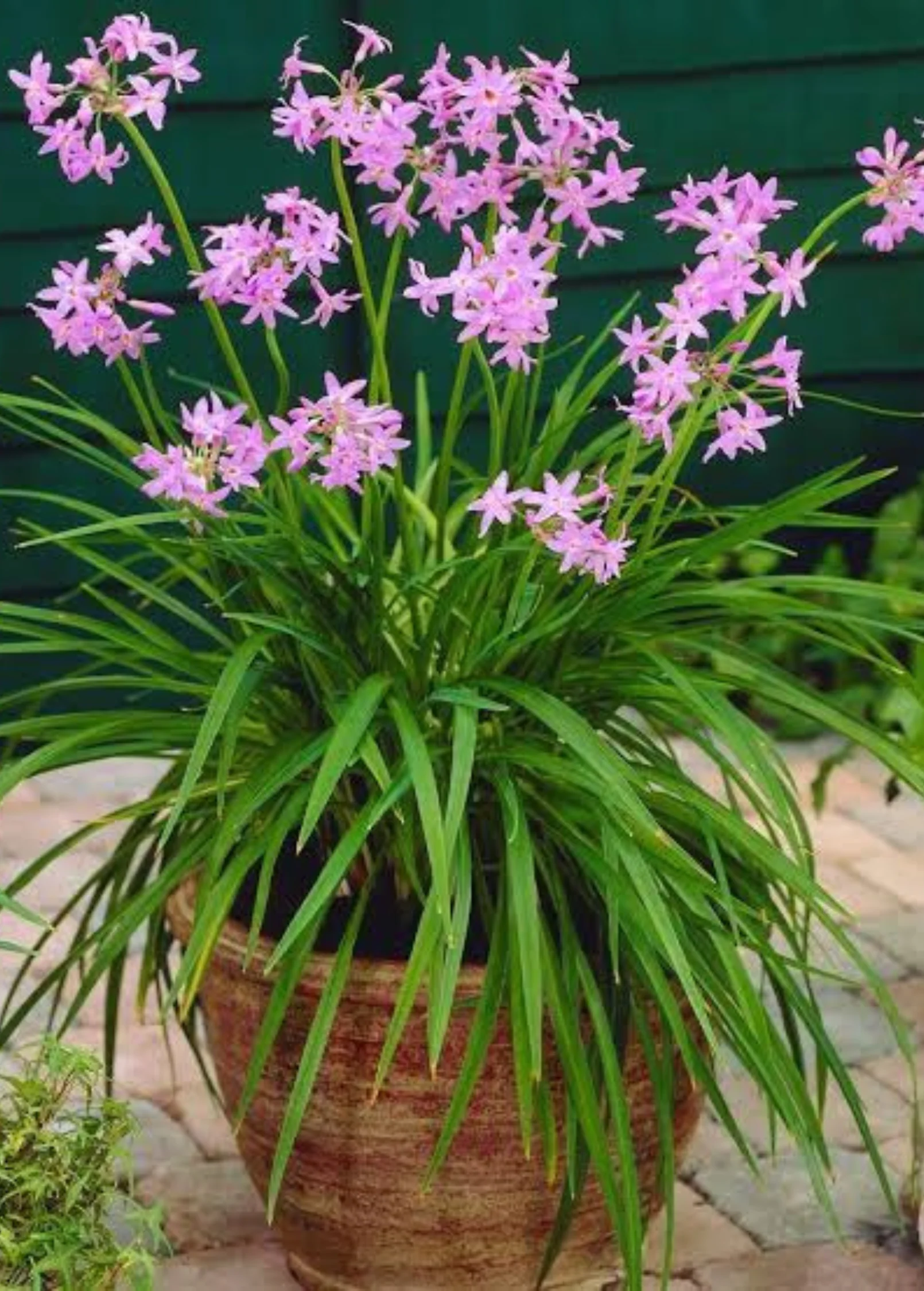 Society Garlic (Tulbaghia violacea) - Image 3