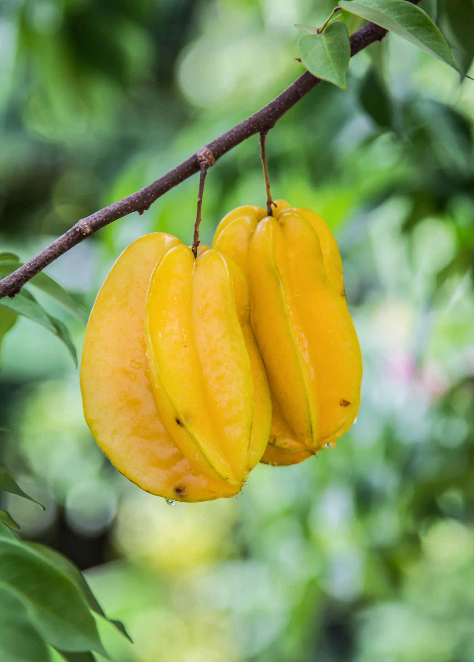Star Fruit 'Lara' (Averrhoa carambola) - Image 2