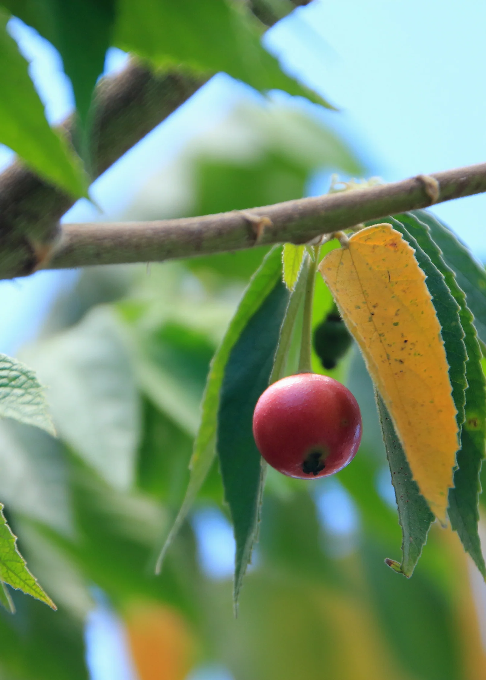 Strawberry Tree, Red (Muntingia calabura) - Image 4