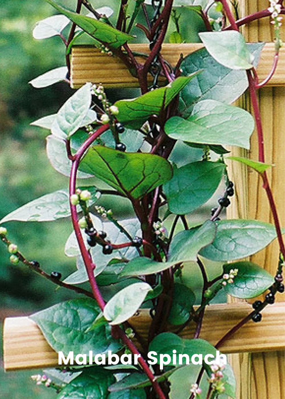 Summer Greens Bundle: Malabar Spinach, Molokhia, Longevity Spinach & Lagos Spinach - Image 2