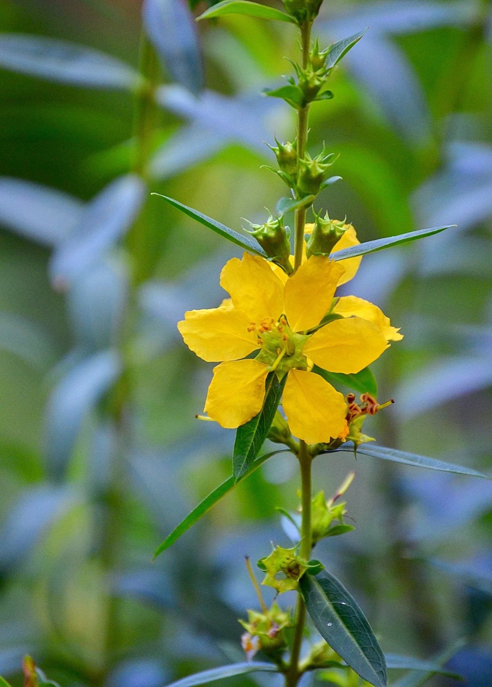 Sun Opener, Sinicuichi (Heimia salicifolia) - Image 3
