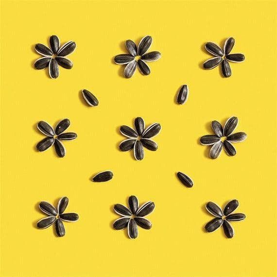 Salted Sunny Sunflower Seeds, Galil - Image 4