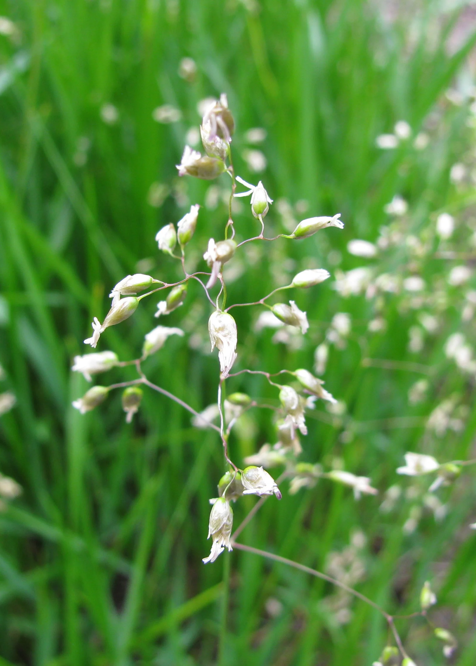 Sweetgrass (Hierochloe odorata) - Image 3