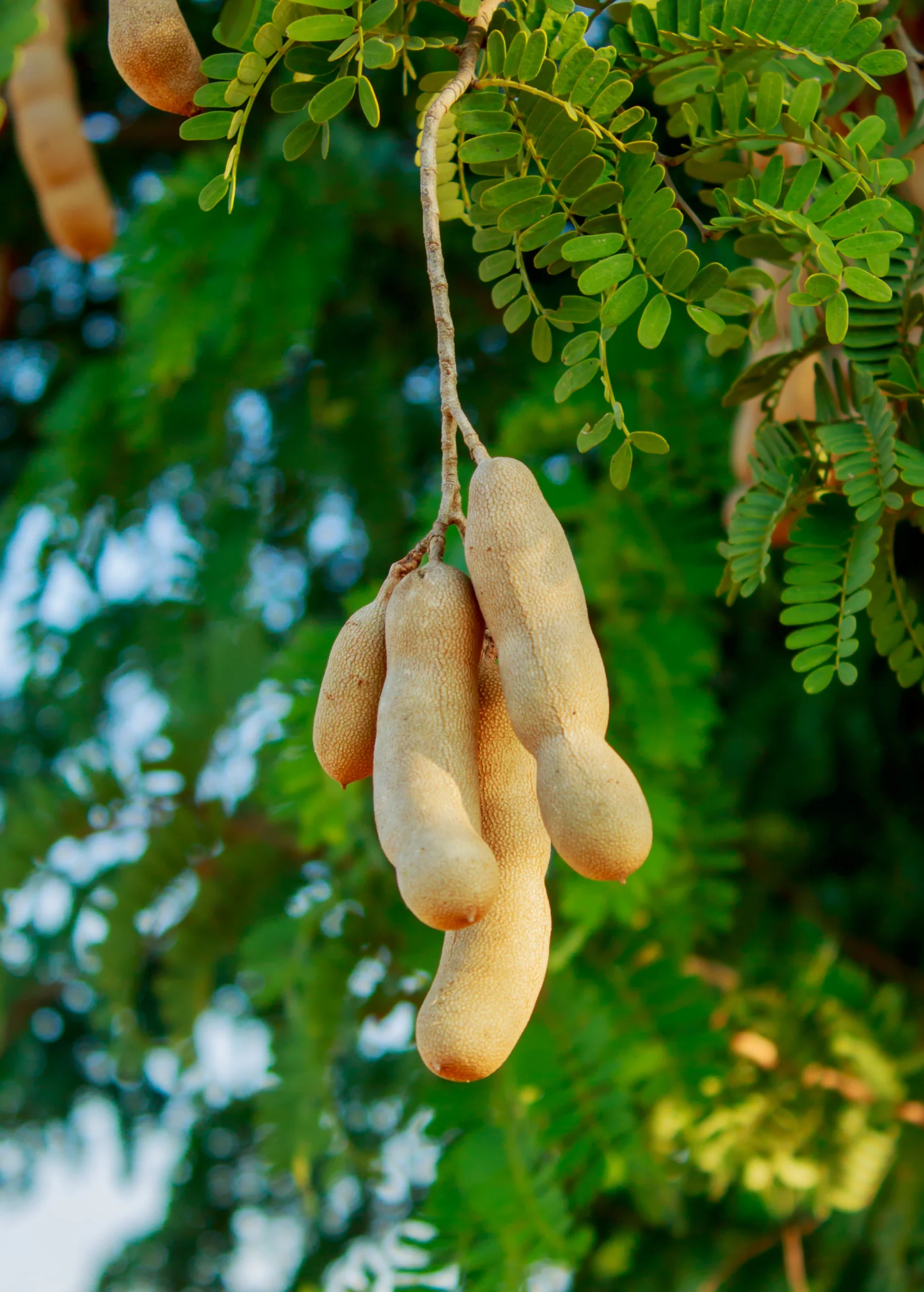 Tamarind, Tart (Tamarindus indica) - Image 5