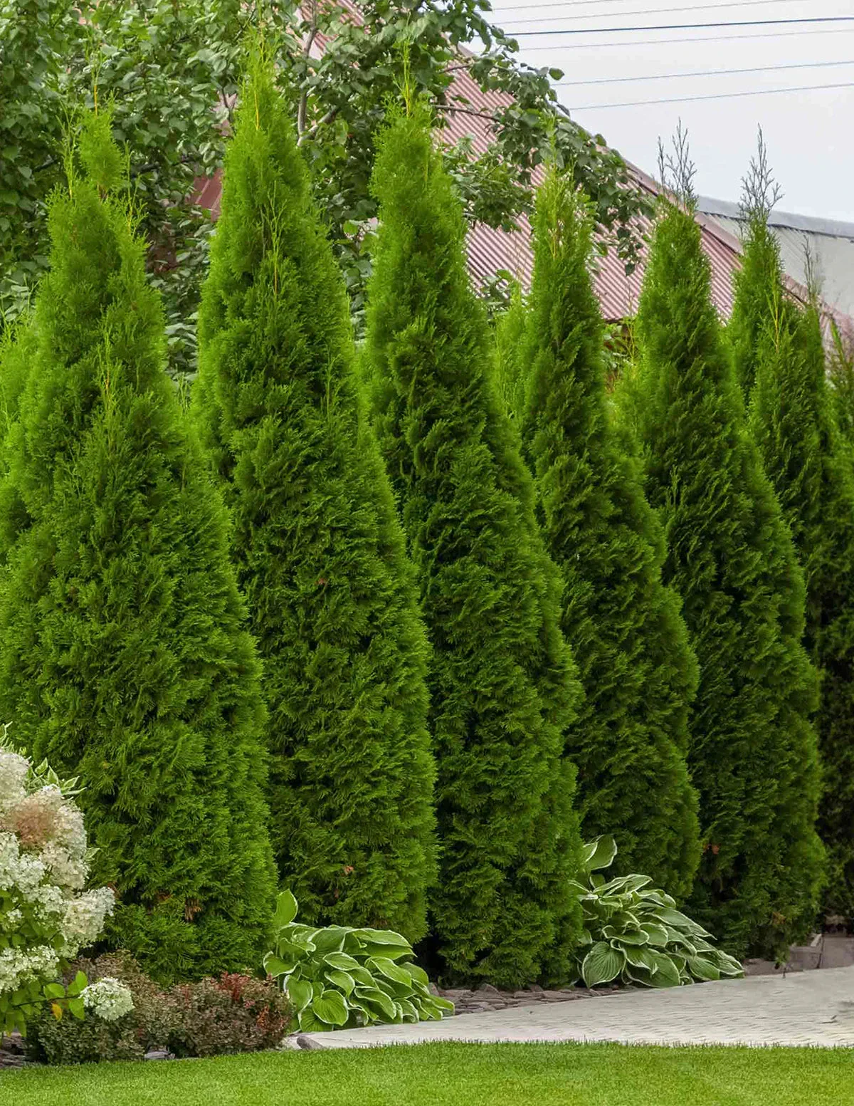 Thuja Green Giant Arborvitae For Sale - Image 3