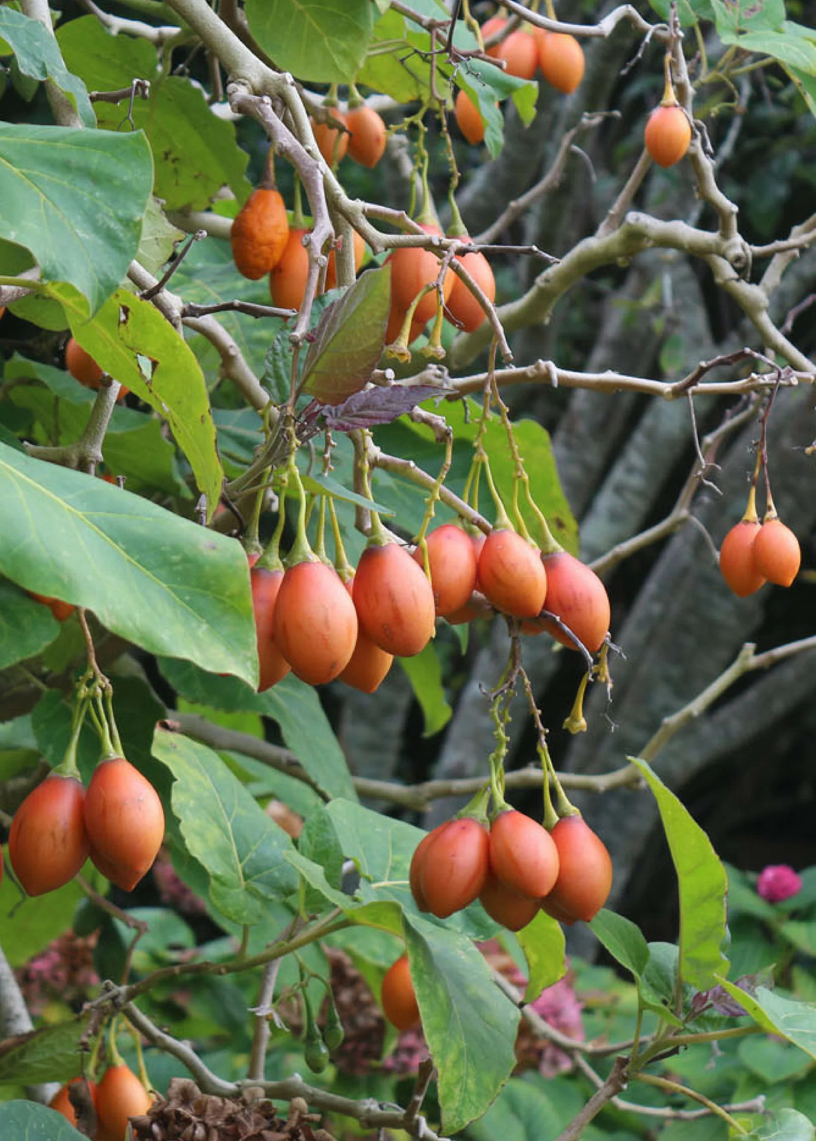 Tree Tomato, Red (Cyphomandra betaceae) - Image 4