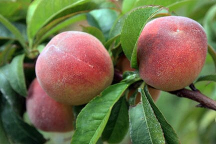 Tropic Beauty Dwarf Peach Tree Grafted Low Chill, Self-Fertile, Sweet & Juicy Fruit for Warm Climates