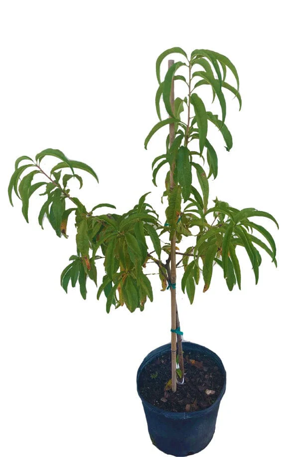 Tropic Beauty Dwarf Peach Tree Grafted Low Chill, Self-Fertile, Sweet & Juicy Fruit for Warm Climates - Image 2