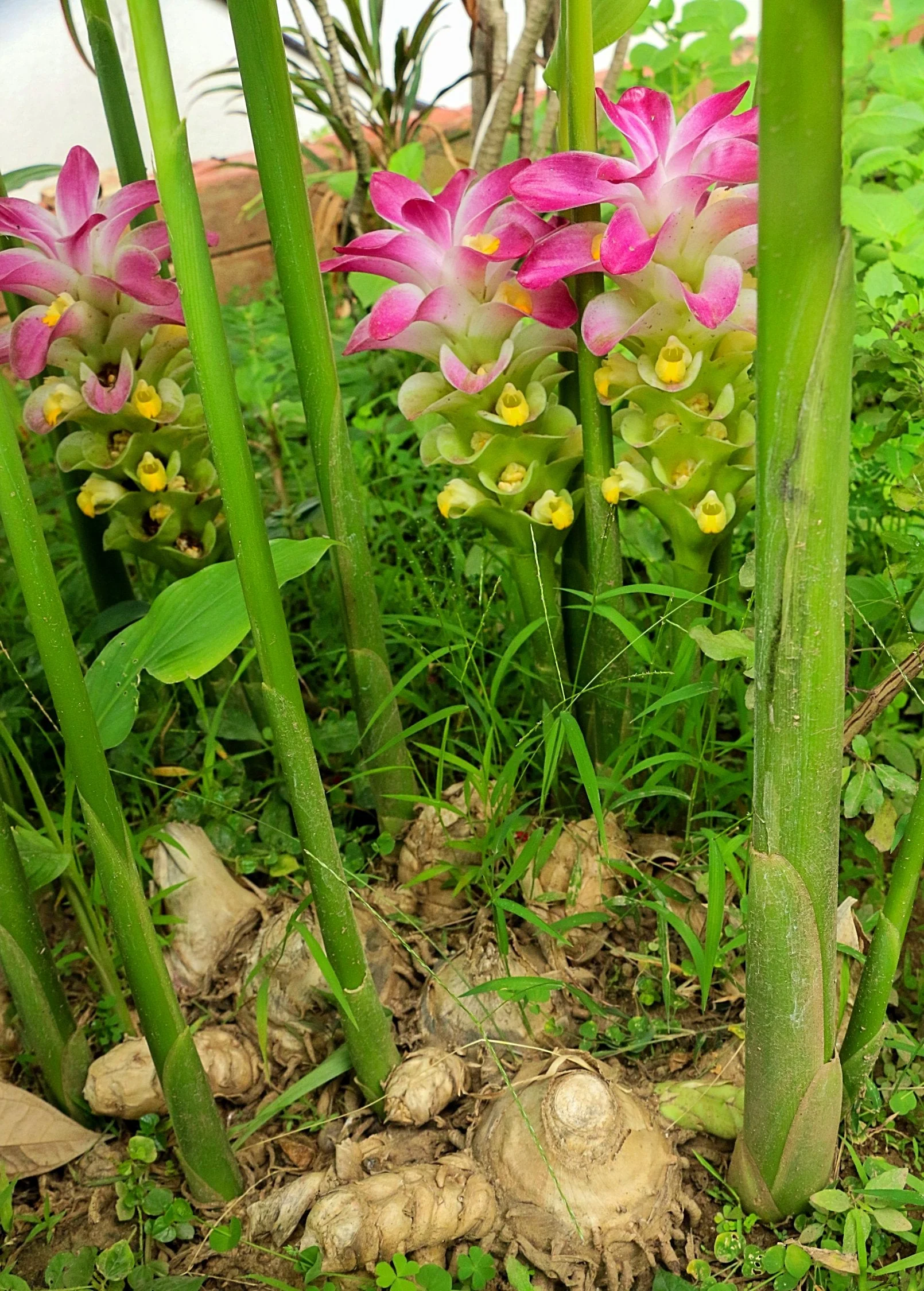 Turmeric, White (Curcuma zedoaria) - Image 2
