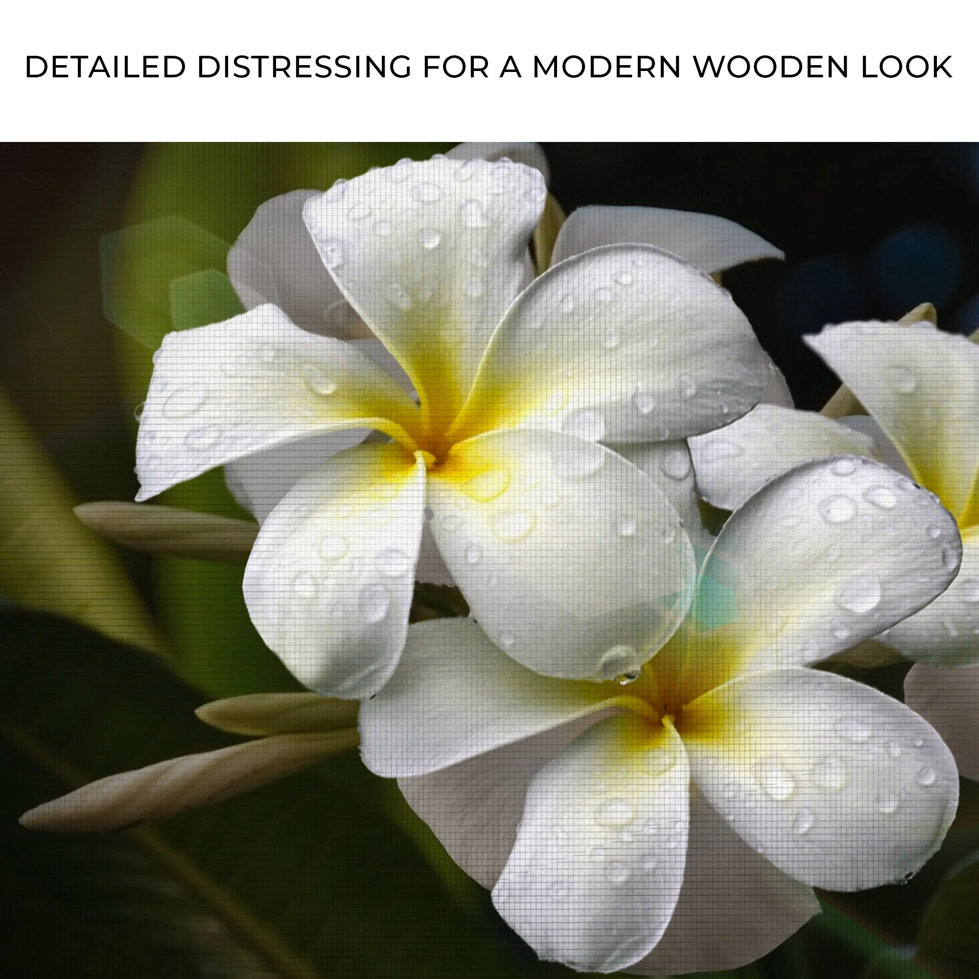 White Frangipani Flower Canvas Wall Art - Image 4