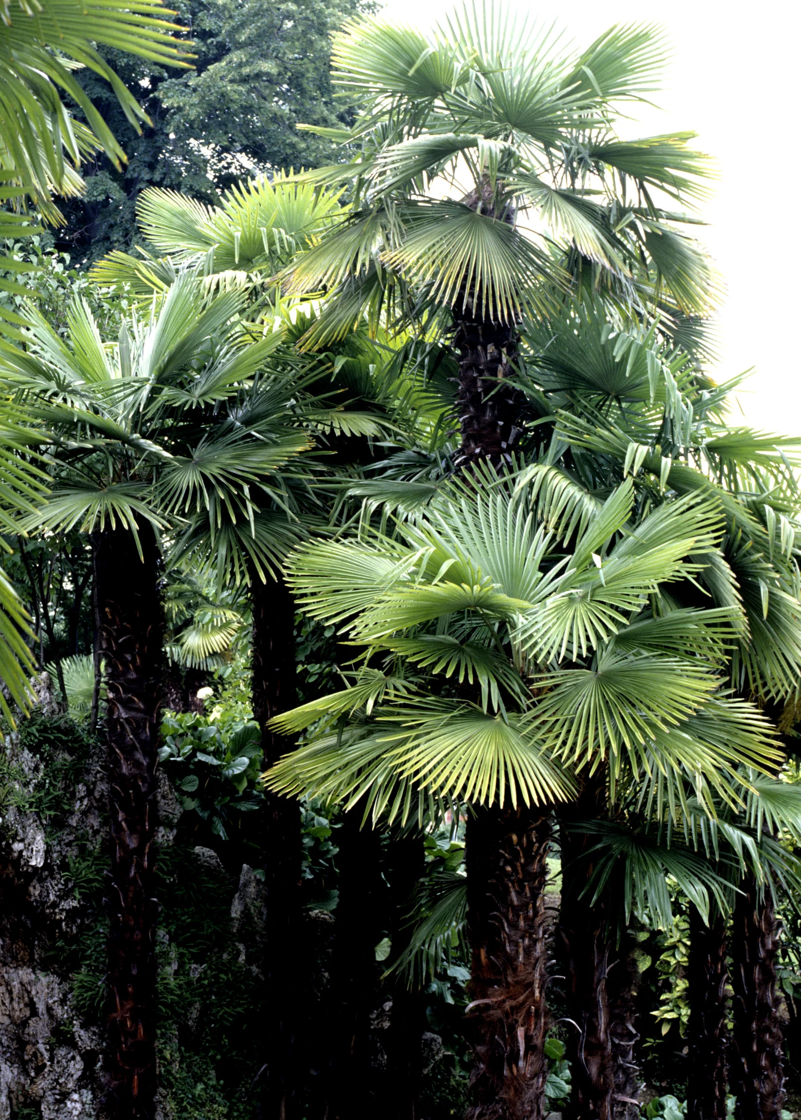 Windmill Palm (Trachycarpus fortunei) - Image 2