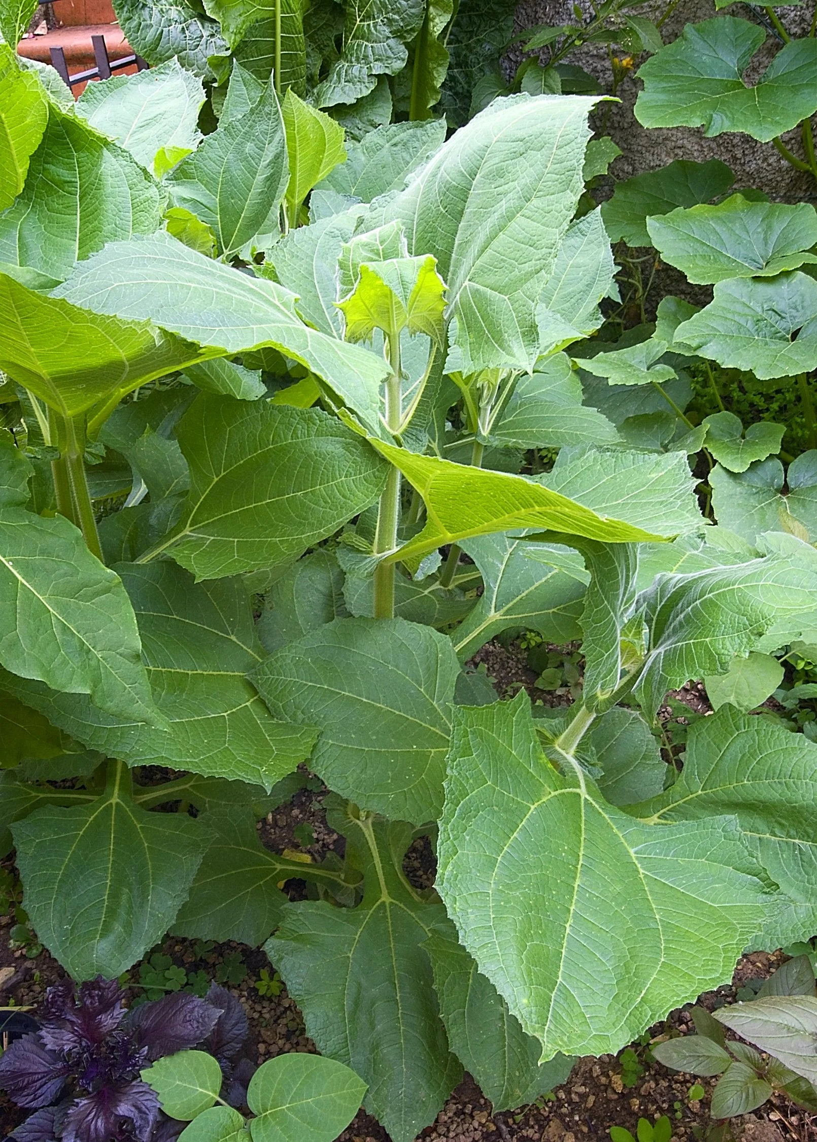 Yellow Earth Apple (Smallanthus sonchifolius) - Image 3