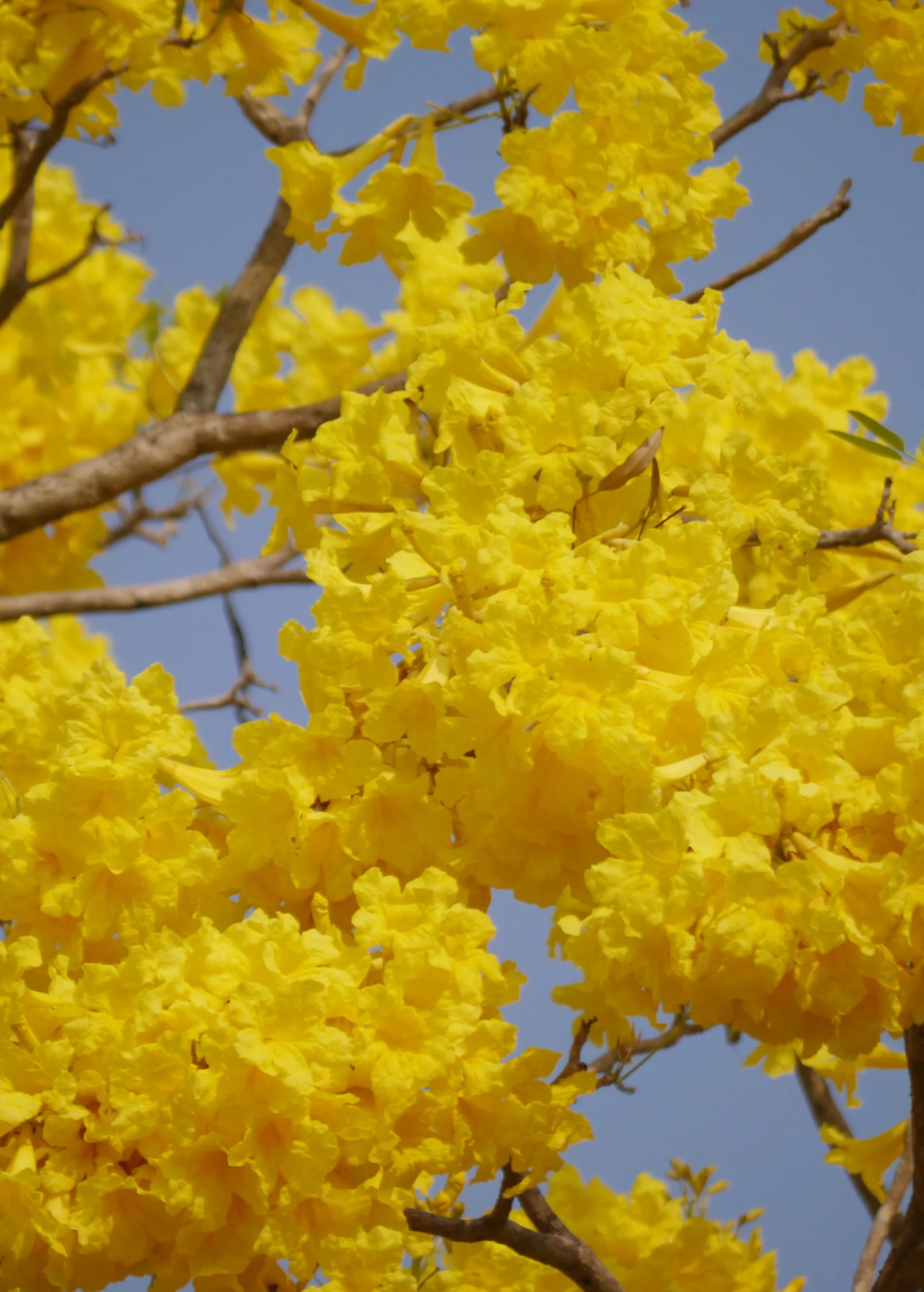 Yellow Tabebuia (Tabebuia spp.) - Image 3